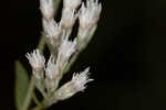 Recurved eupatorium